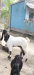ছাগল